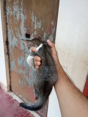 1-3 Months Male Mixed Breed Persian