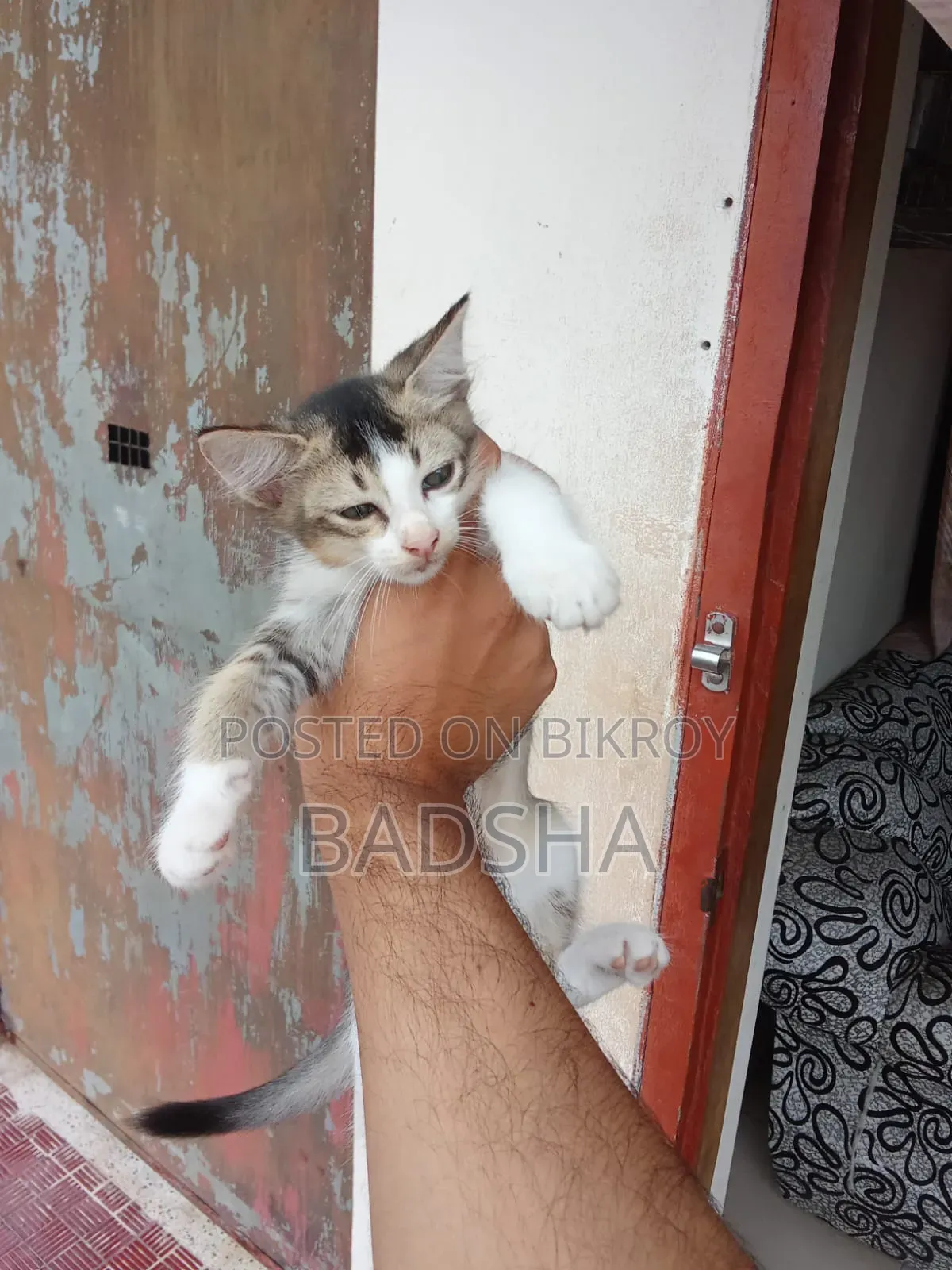 1-3 Months Male Mixed Breed Persian
