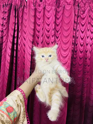 1-3 Months Female Mixed Breed Persian