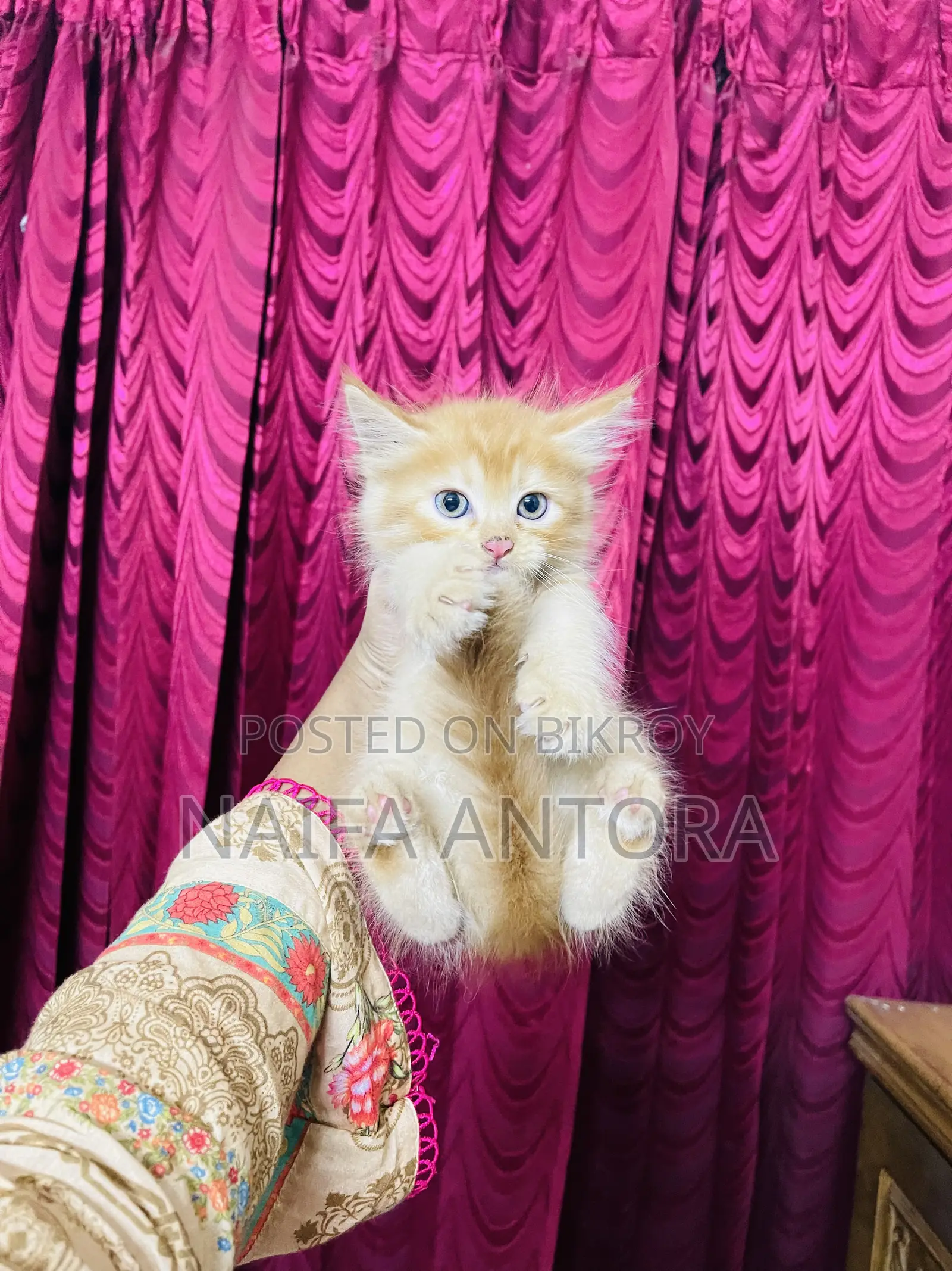1-3 Months Female Mixed Breed Persian