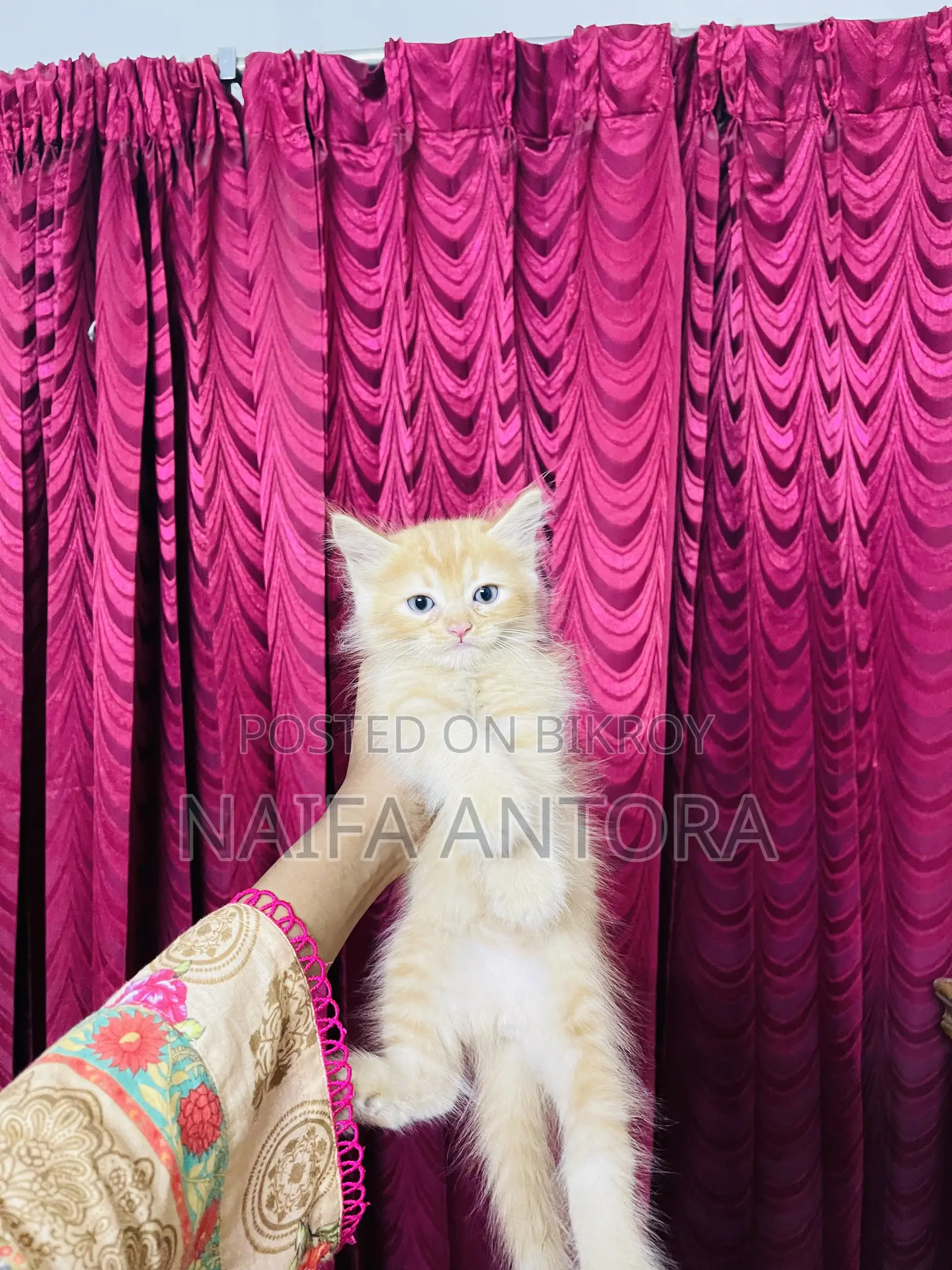 1-3 Months Female Mixed Breed Persian