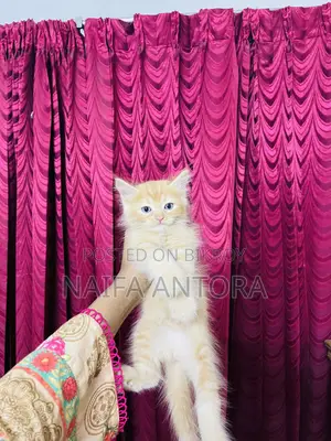 1-3 Months Female Mixed Breed Persian
