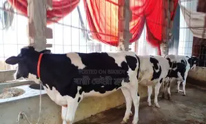 Buy 3 improved breed heifers no. 1390, good for rearing.