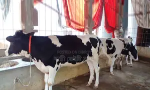 Buy 3 improved breed heifers no. 1390, good for rearing.
