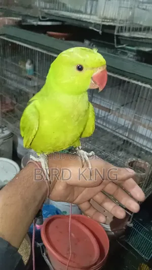 Baby Ringneck Parakeet