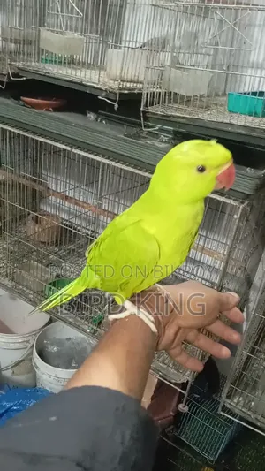 Baby Ringneck Parakeet