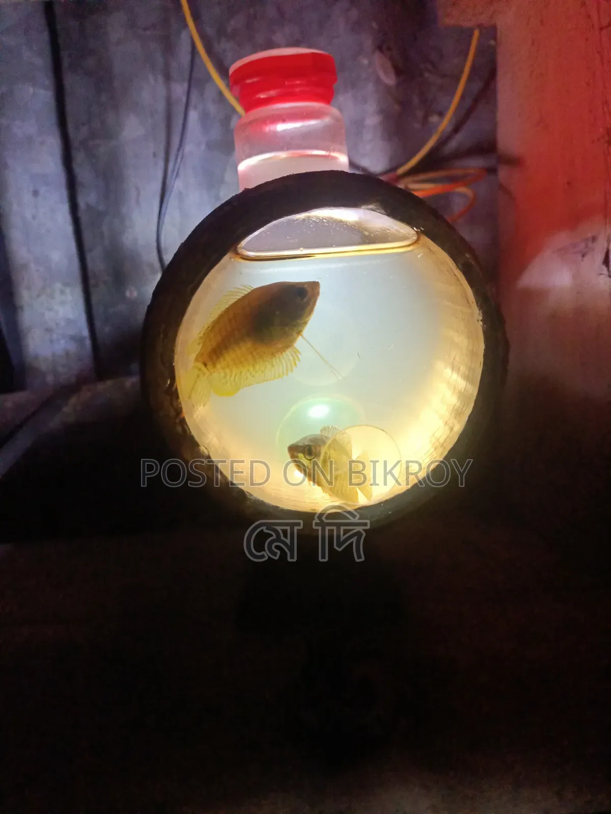 Hand Made Bamboo Aquarium Fish.