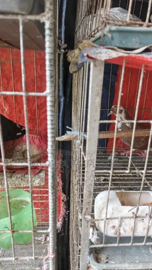 A 4-tier cage for sale