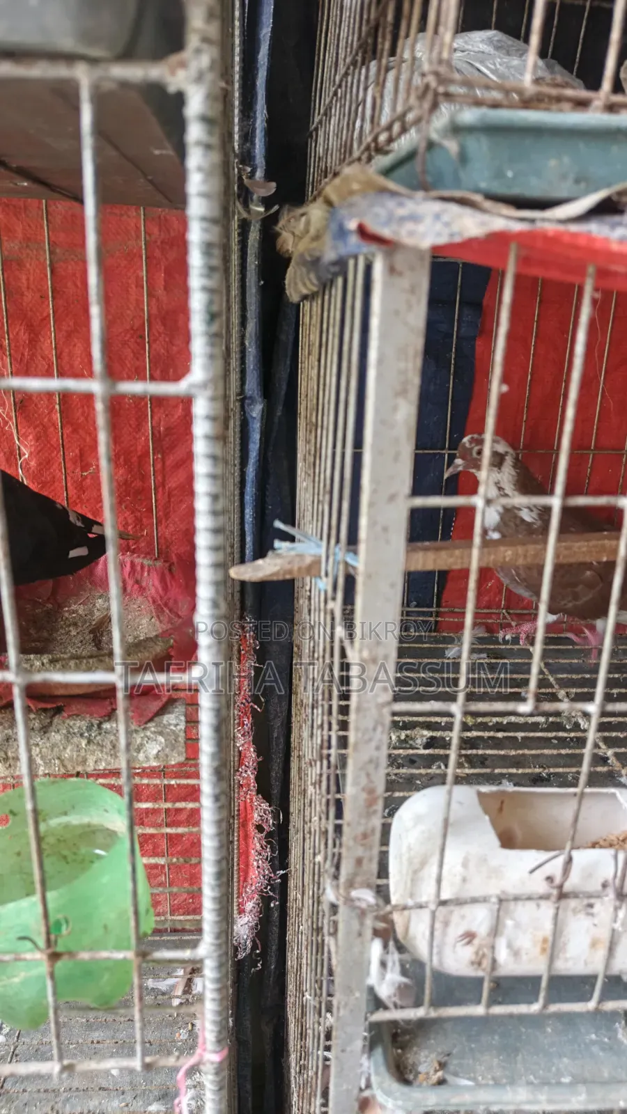 A 4-tier cage for sale