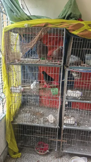 A 4-tier cage for sale