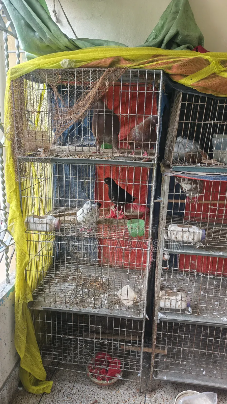 A 4-tier cage for sale