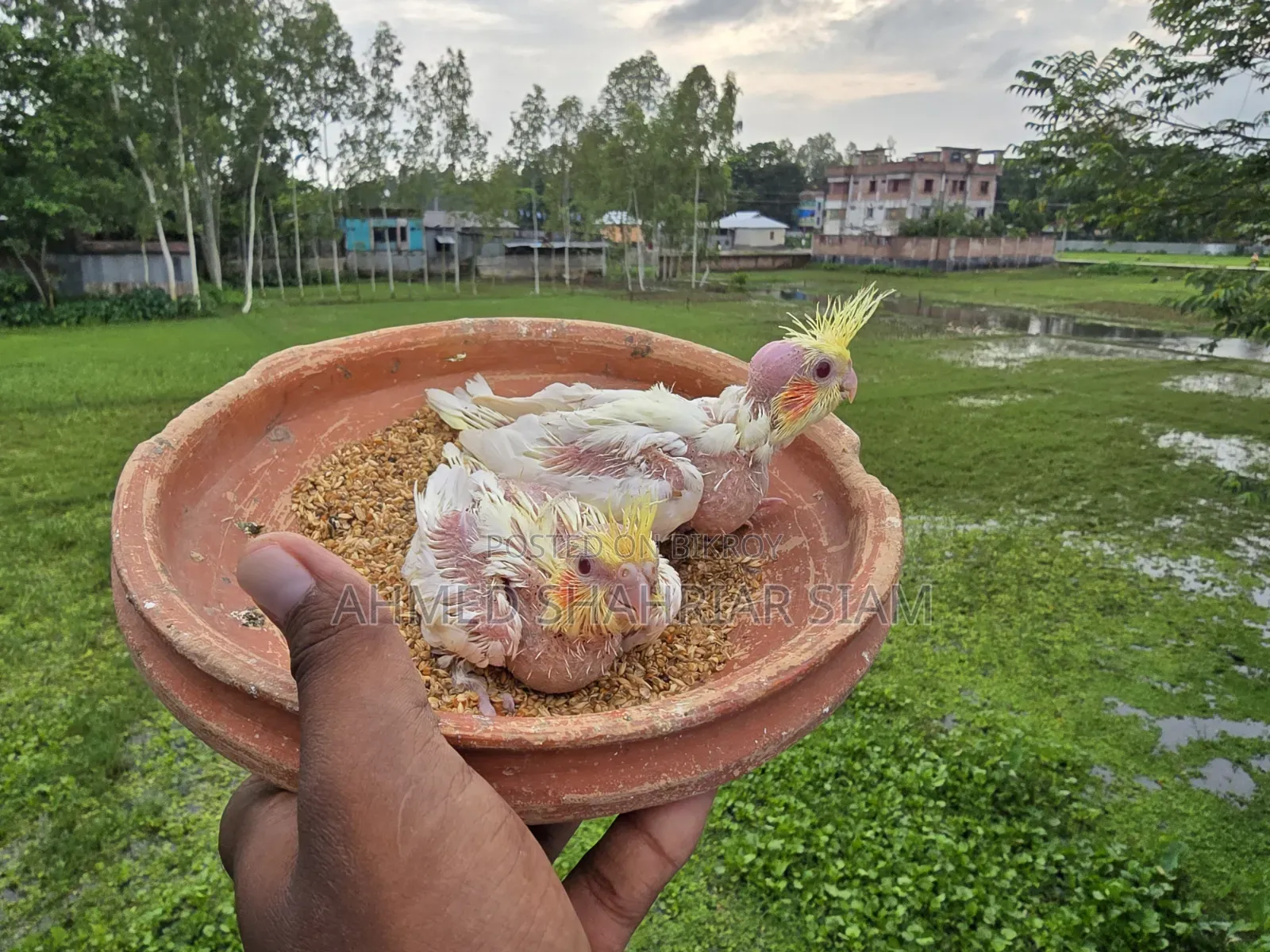 ককাটেল বাচ্চা
