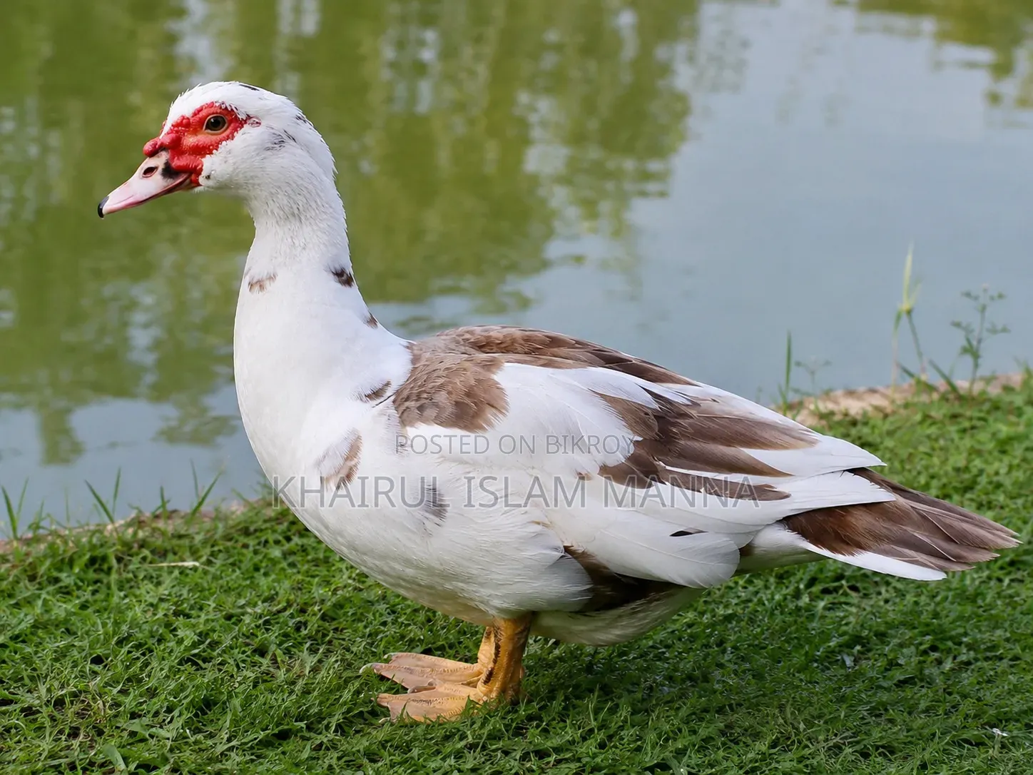 Home-raised Chinese ducks for sale.