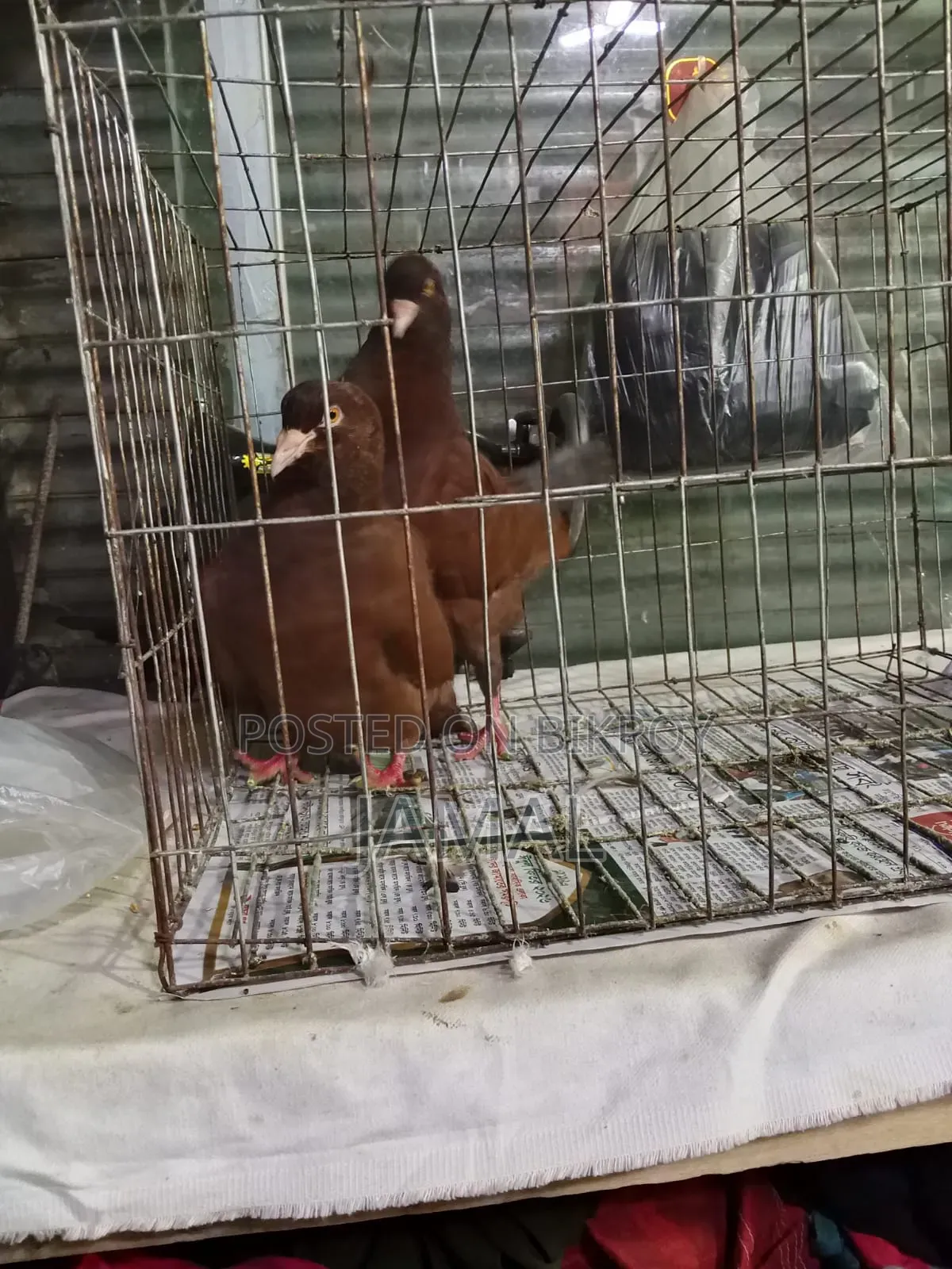 King Pigeon White 2 Pairs Red 1 Pair