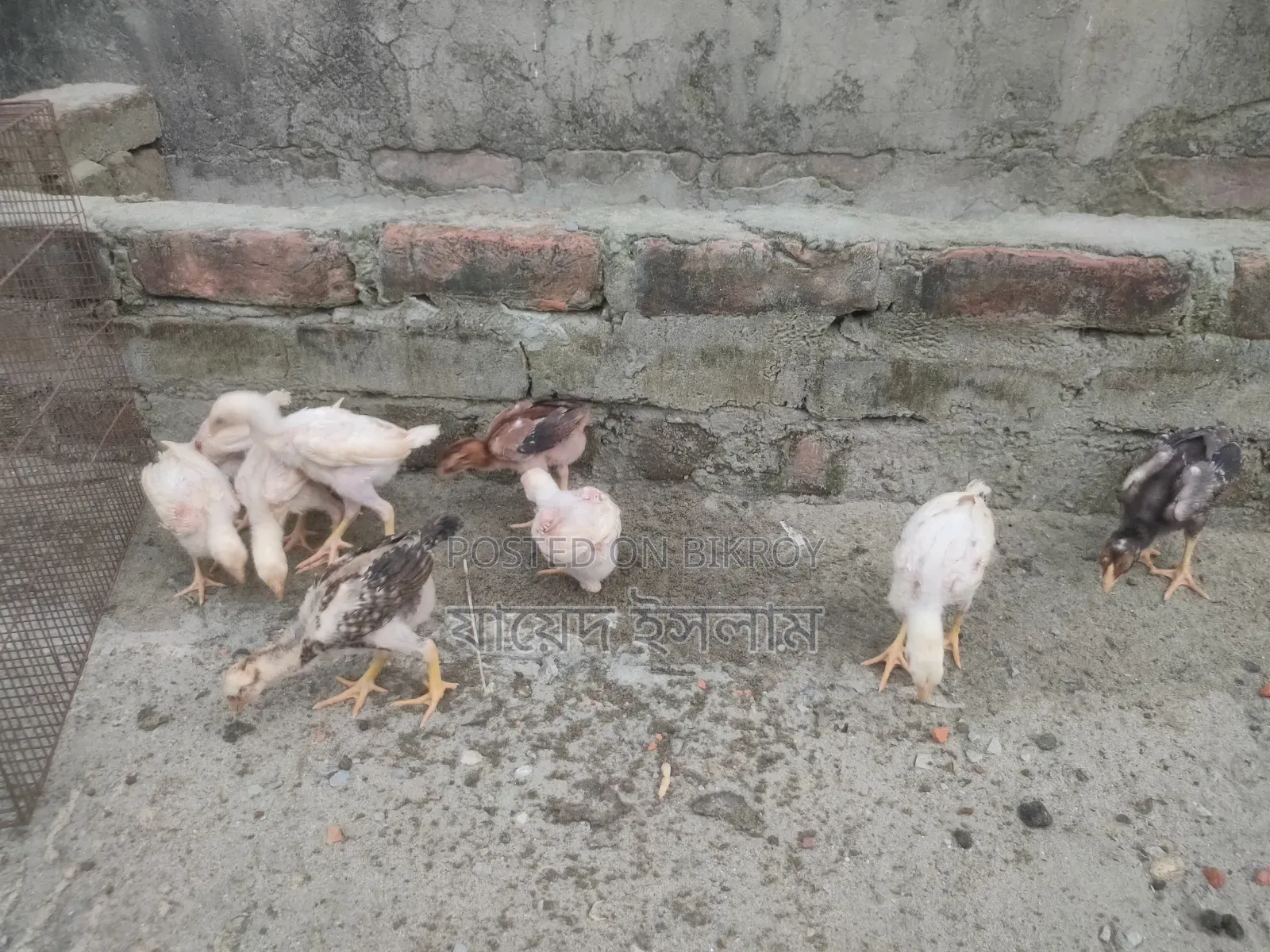 Asil Chicken Chicks for Sale