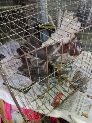 King Pigeon