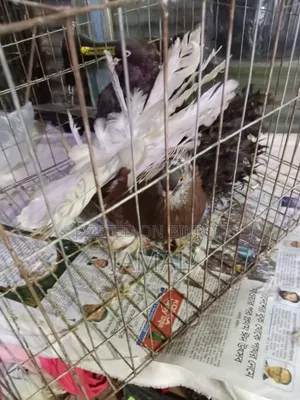 King Pigeon