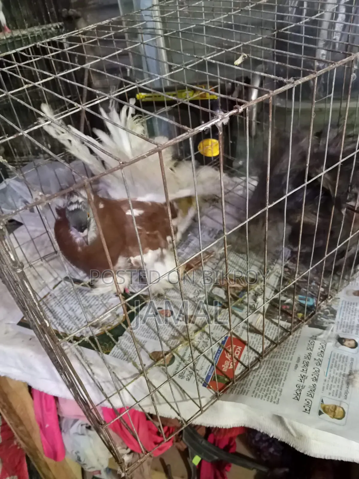 King Pigeon