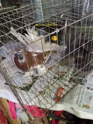 King Pigeon