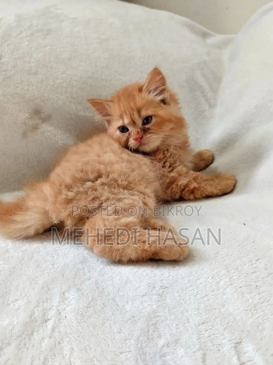 1-3 Months Female Purebred Persian