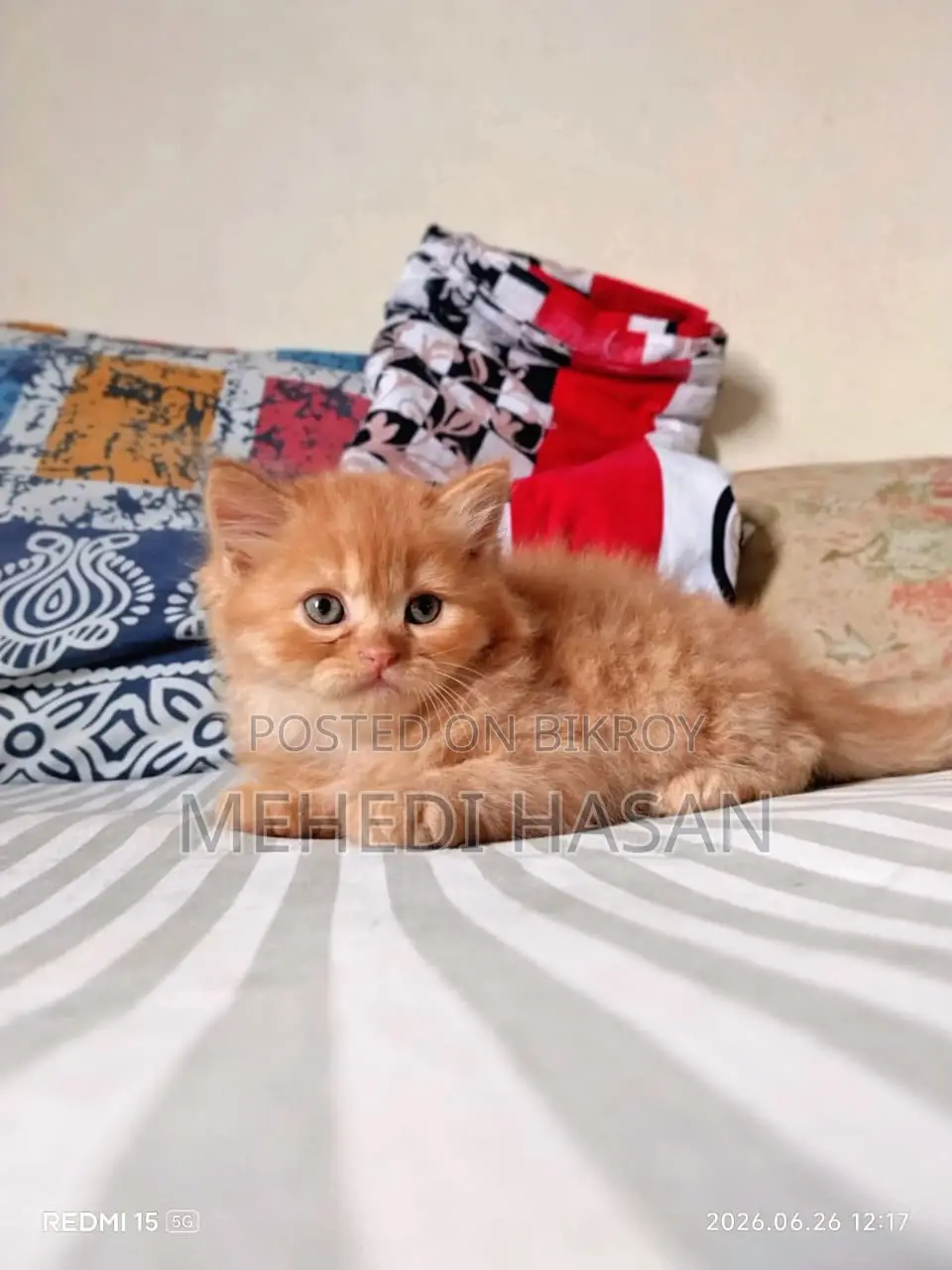 1-3 Months Female Purebred Persian