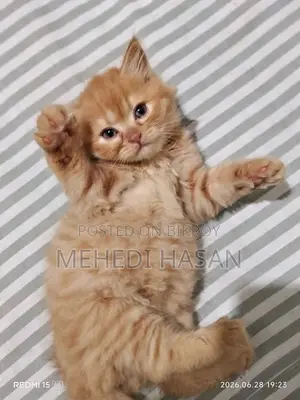 1-3 Months Female Purebred Persian