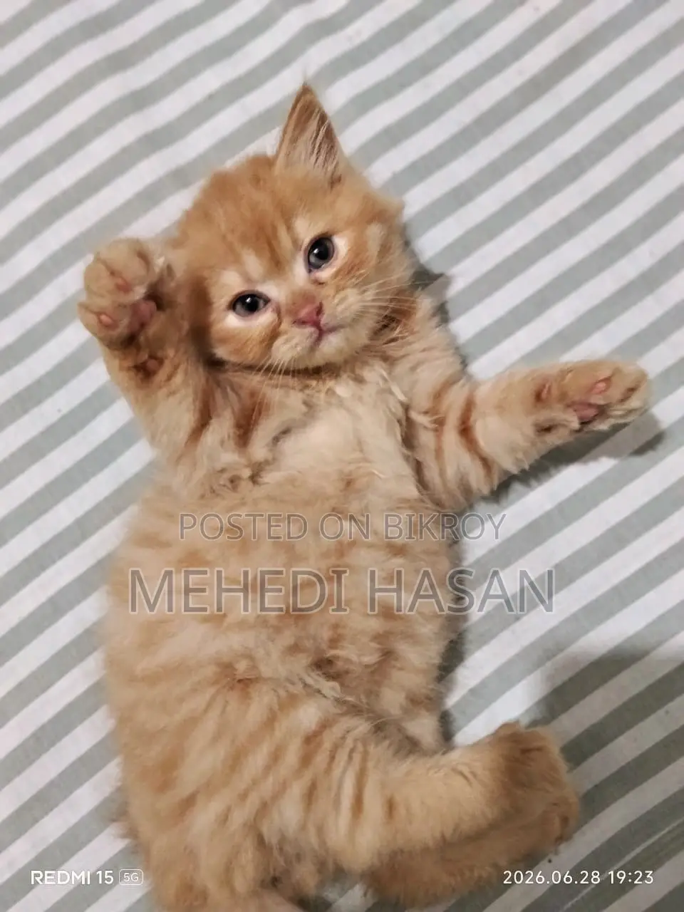 1-3 Months Female Purebred Persian