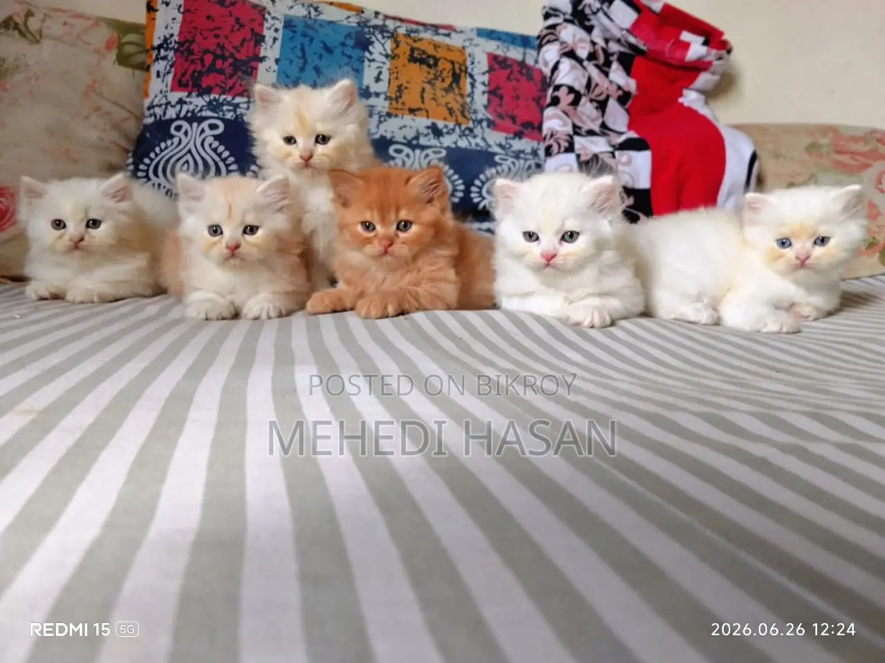 1-3 Months Female Purebred Persian