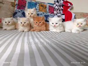 1-3 Months Female Purebred Persian