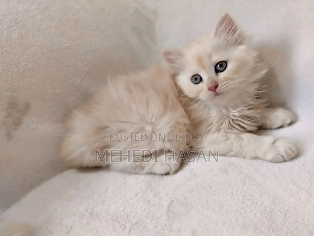 1-3 Months Female Purebred Persian