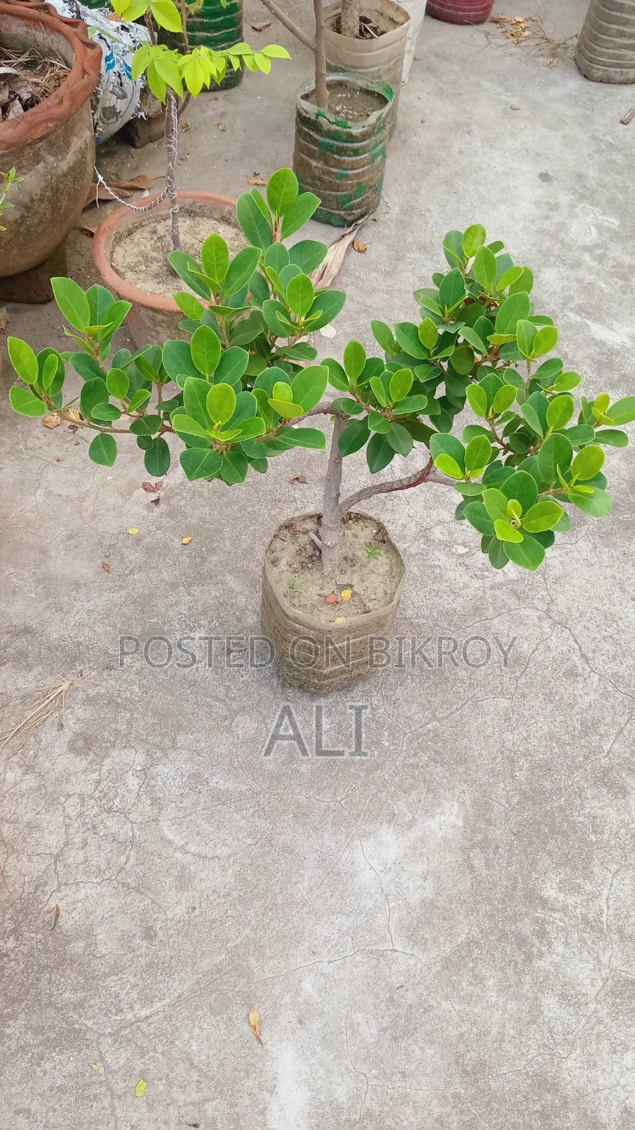 Banyan Bonsai for sale