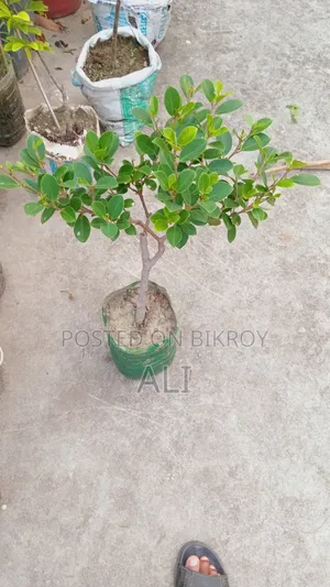 Banyan Bonsai for sale