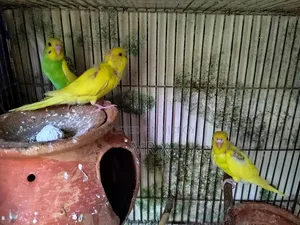 Budgerigar (3pcs)