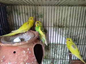 Budgerigar (3pcs)