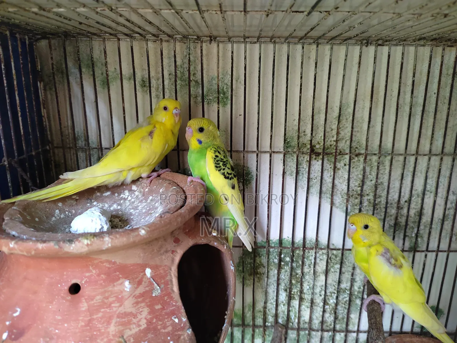 Budgerigar (3pcs)