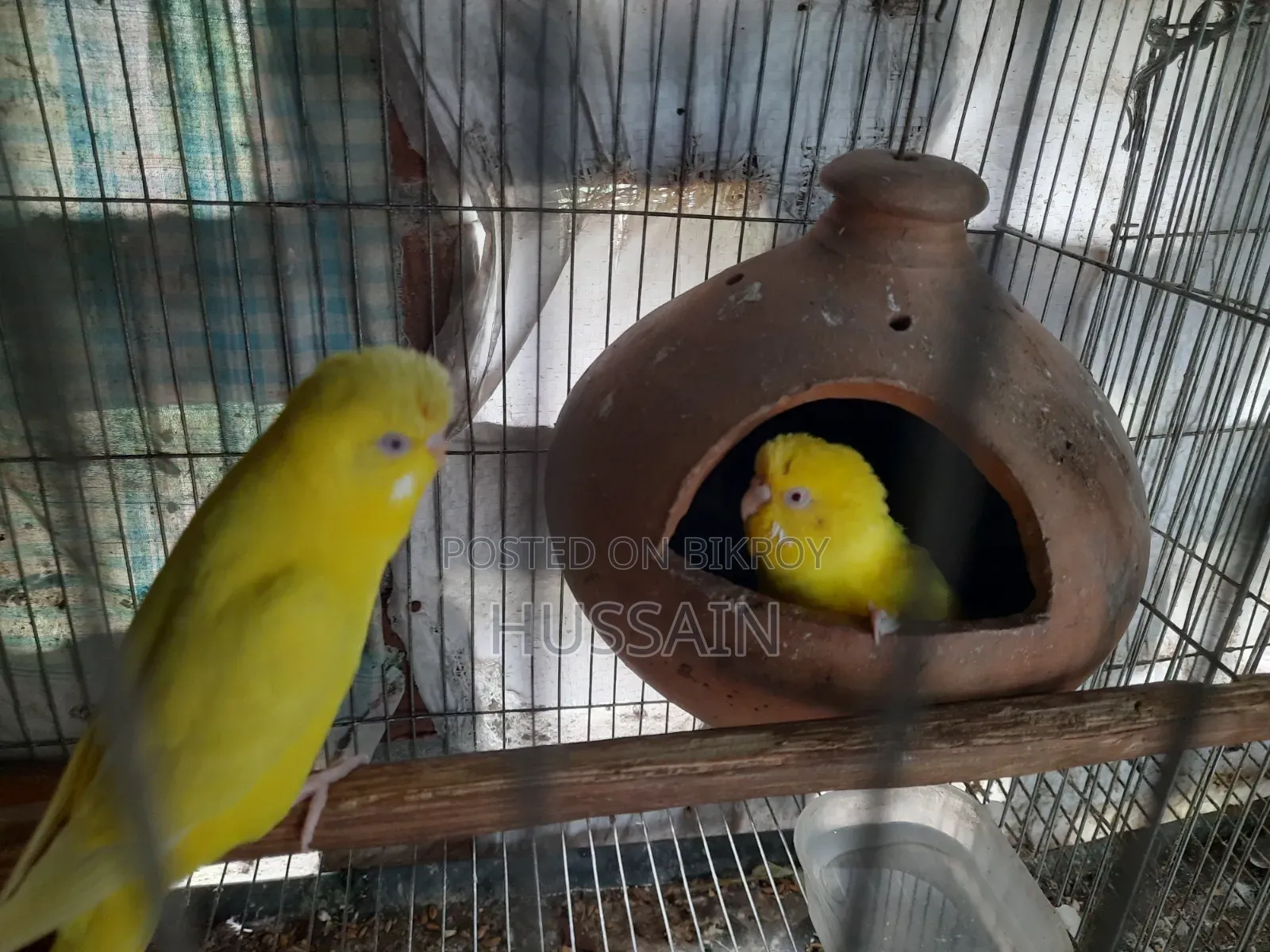 Budgerigar Bird