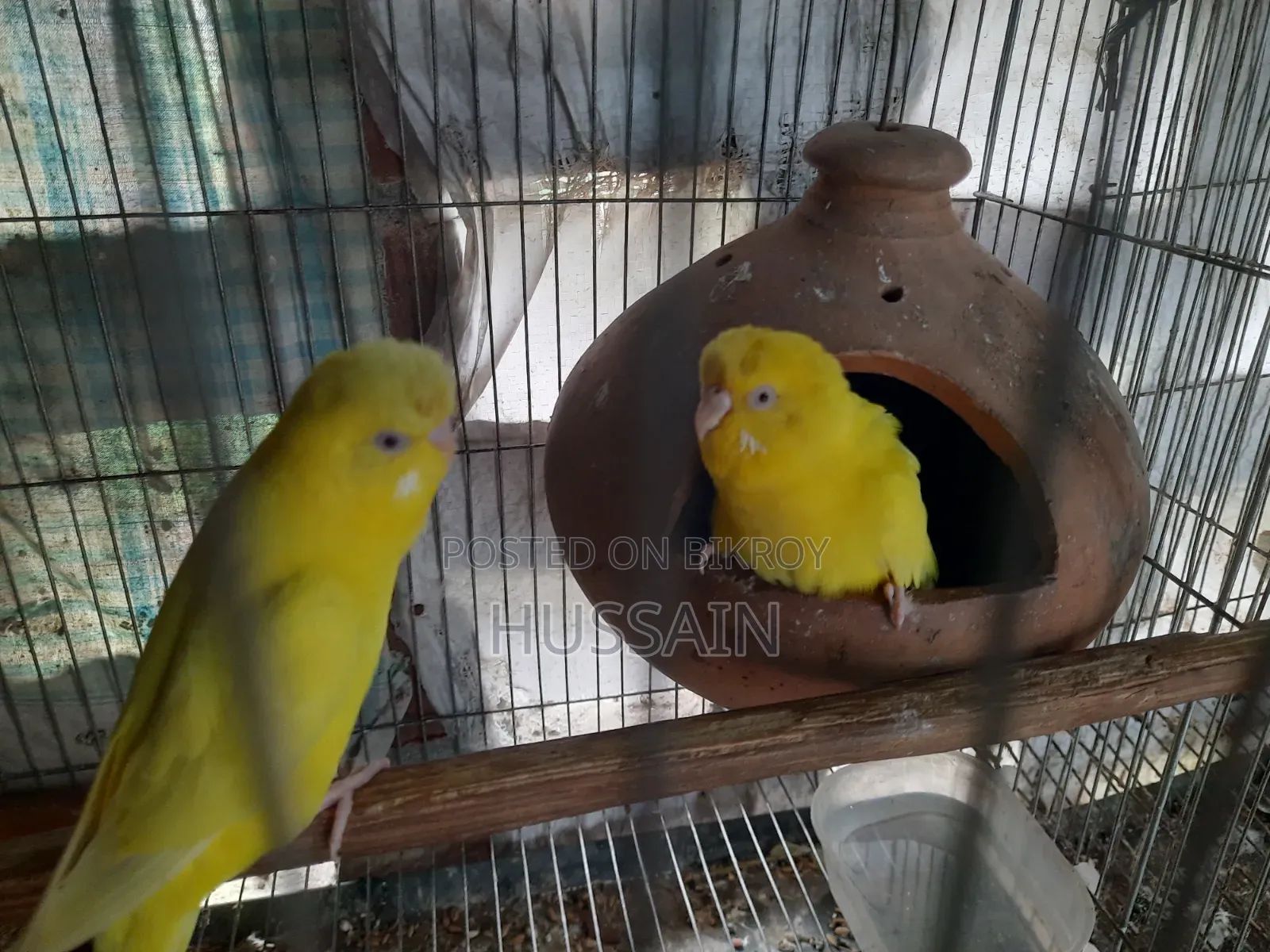 Budgerigar Bird