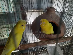 Budgerigar Bird