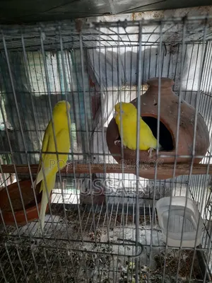 Budgerigar Bird