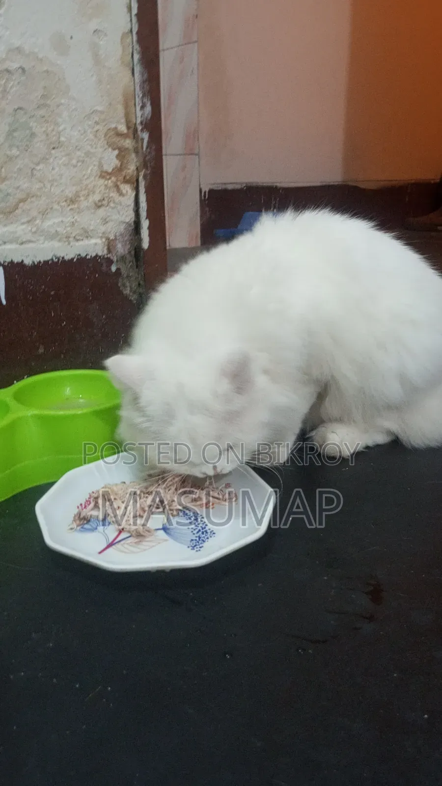 1+ Year Female Purebred Persian