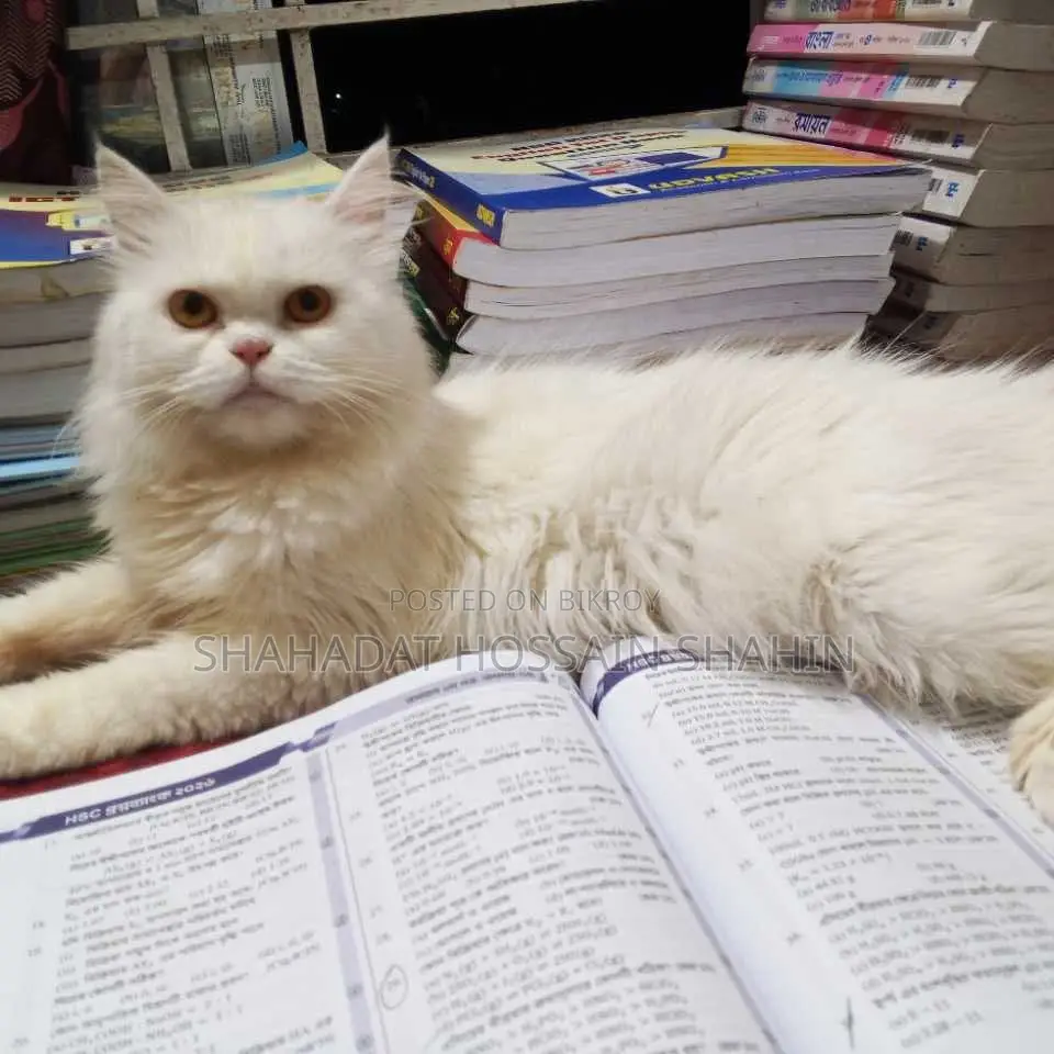 6-12 Months Female Purebred Persian