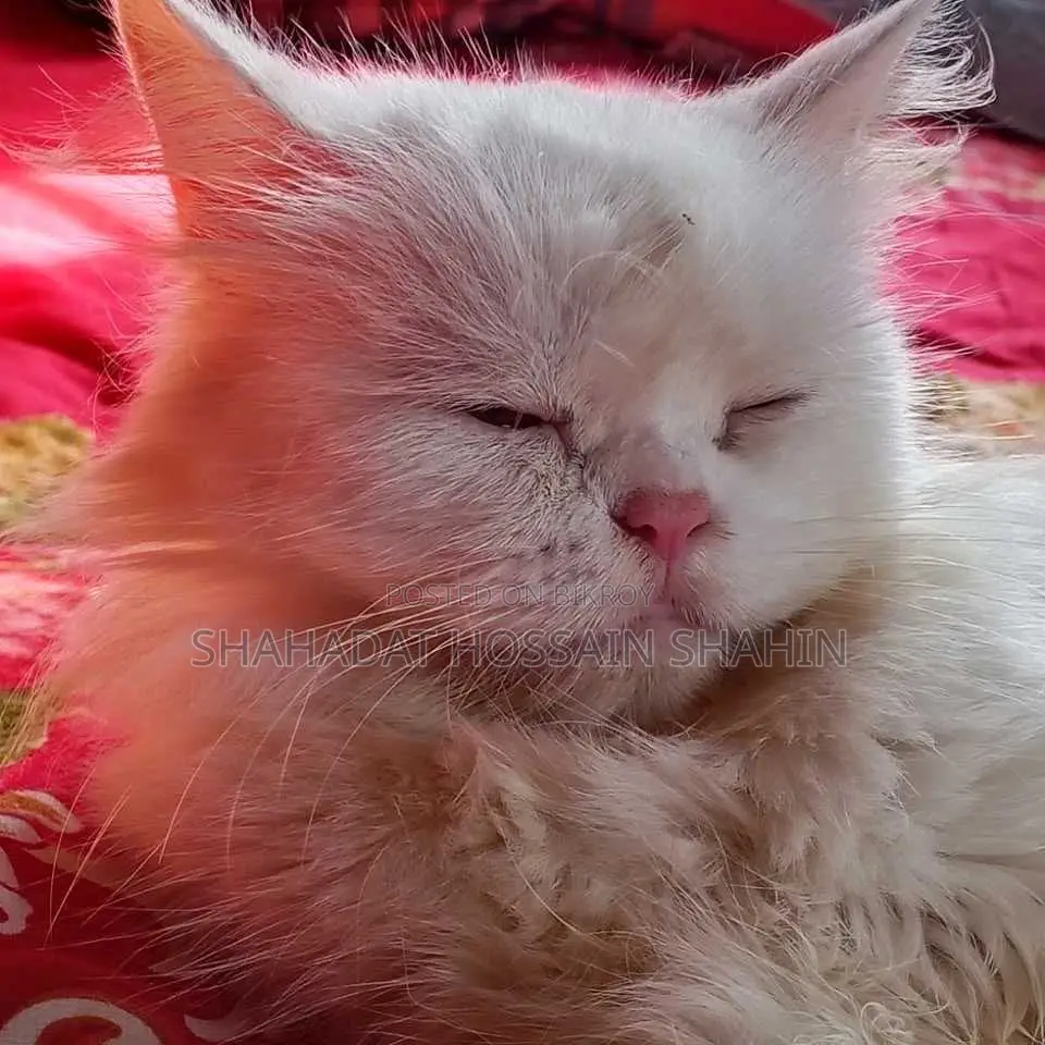 6-12 Months Female Purebred Persian