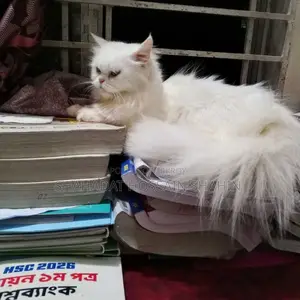 6-12 Months Female Purebred Persian
