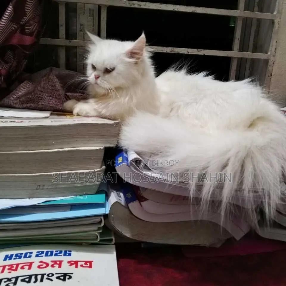 6-12 Months Female Purebred Persian