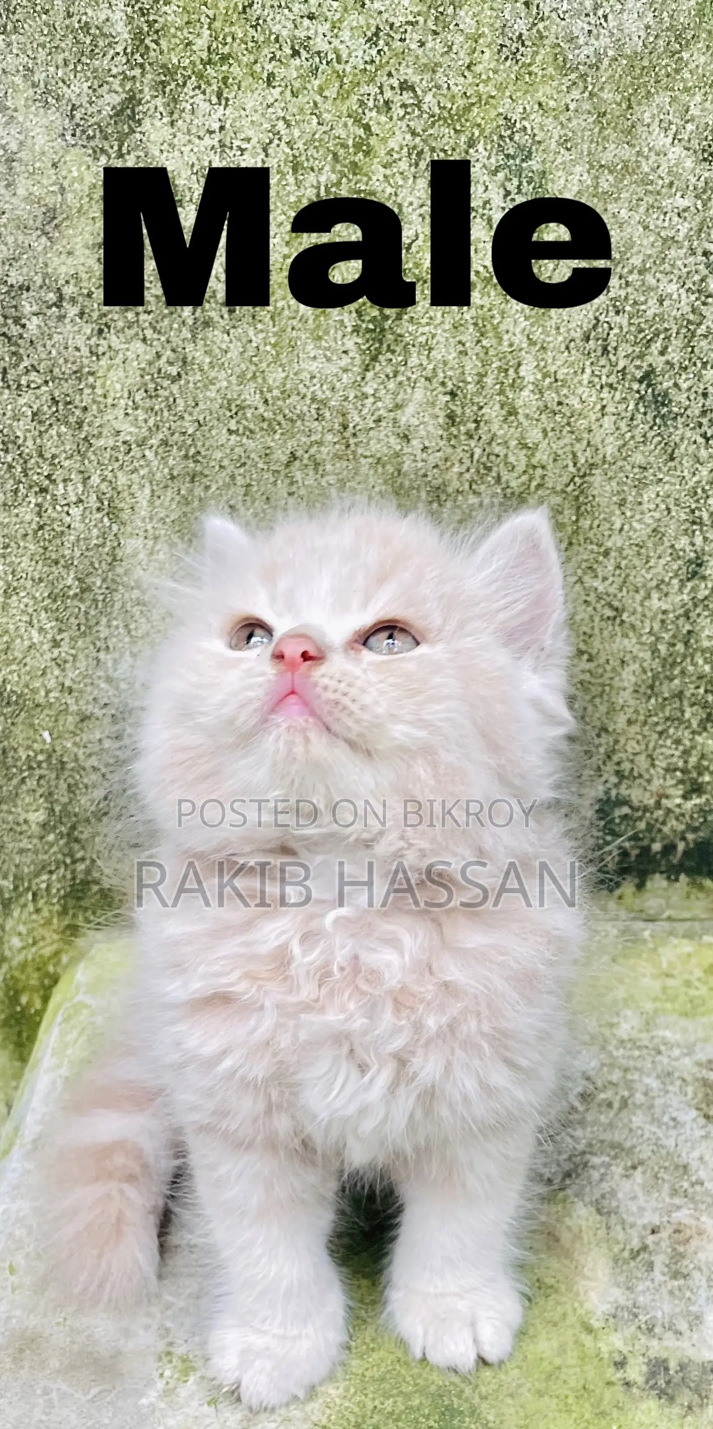 1-3 Months Female Purebred Persian