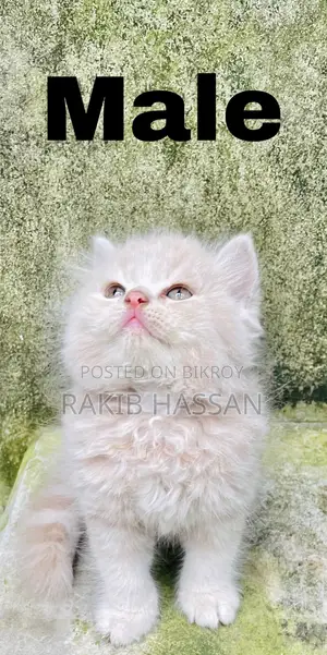 1-3 Months Female Purebred Persian
