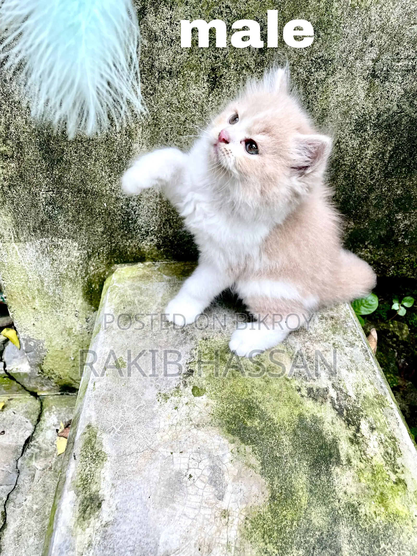 1-3 Months Female Purebred Persian