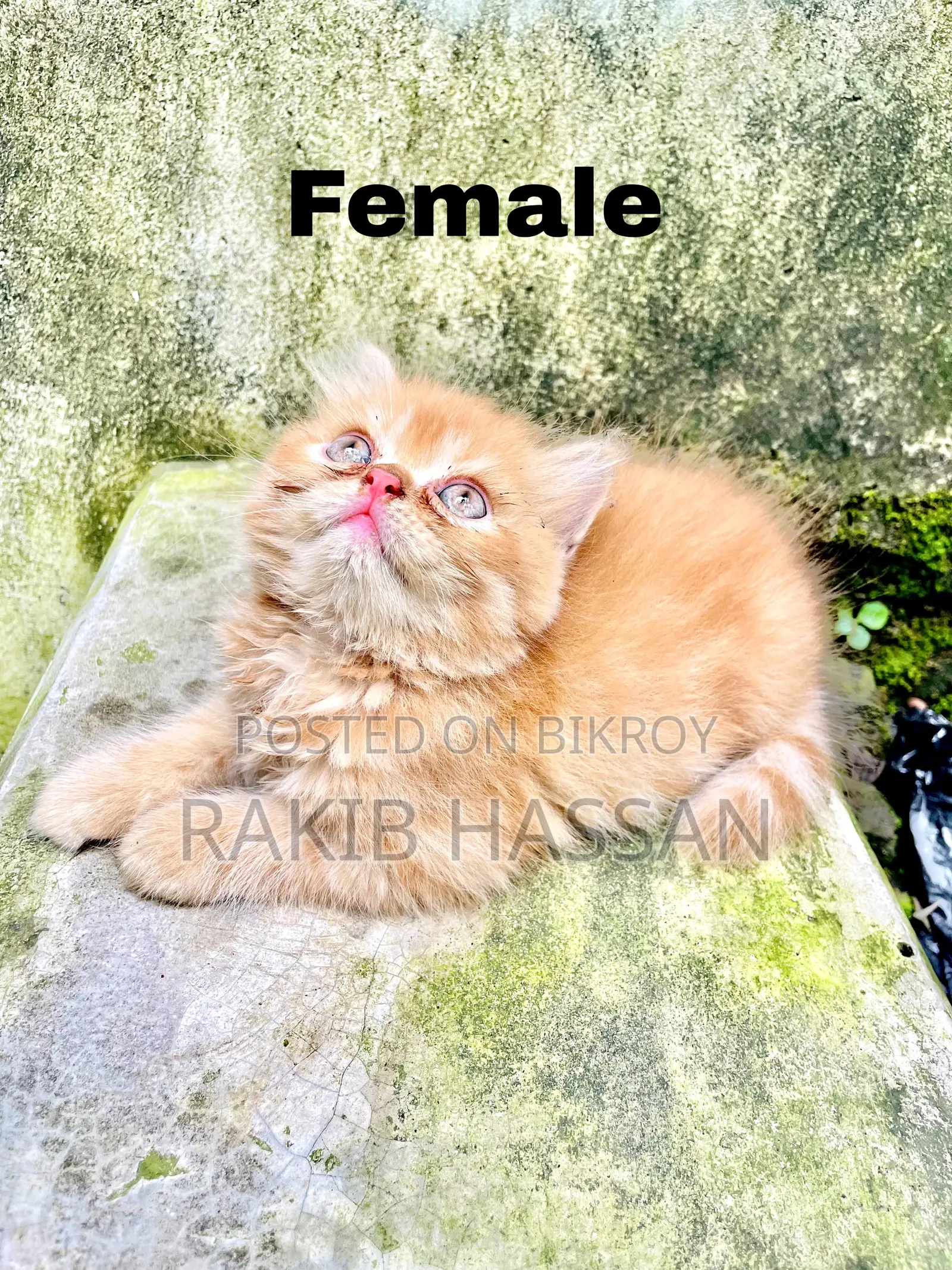 1-3 Months Female Purebred Persian