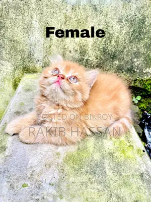 1-3 Months Female Purebred Persian