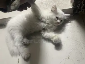 ১-৩ মাস বয়সী ফিমেল পিওরব্রেড পার্সিয়ান